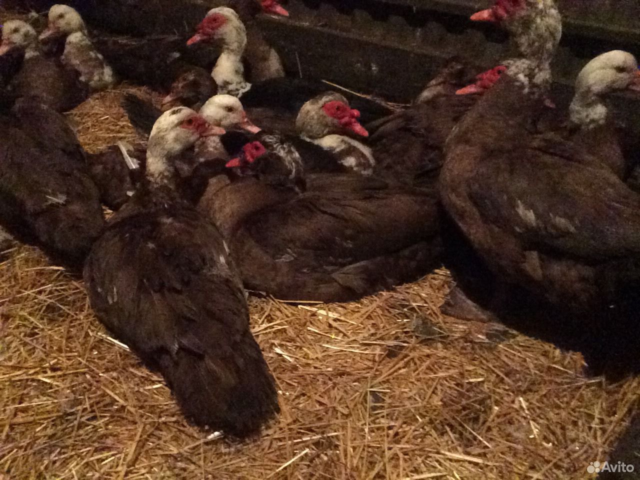 Мускусная утка красный бык