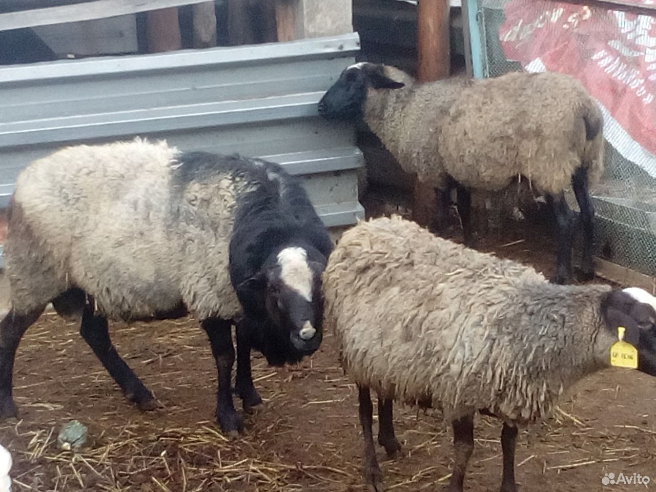 Продам. Романовских овец ягнят купить на Зозу.ру - фотография № 3