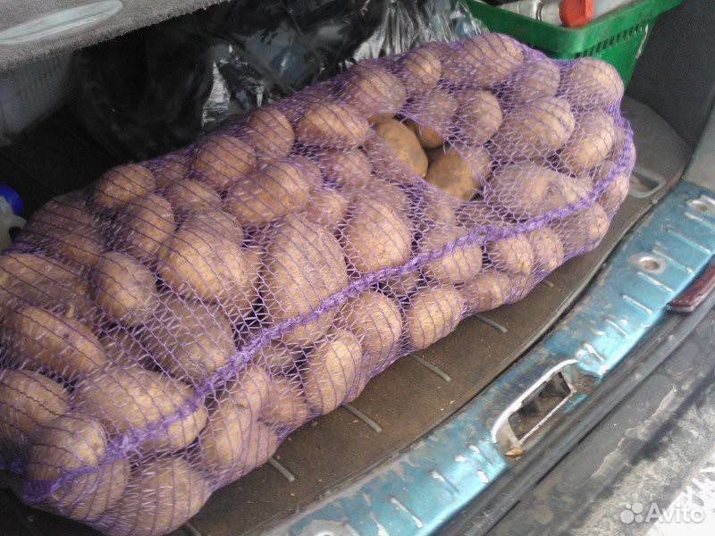 Мешок картошки сколько кг. Картофель в сетке. Картошка крупная в сетках. Картофель фасованный. Сетка 30 кг картошки.