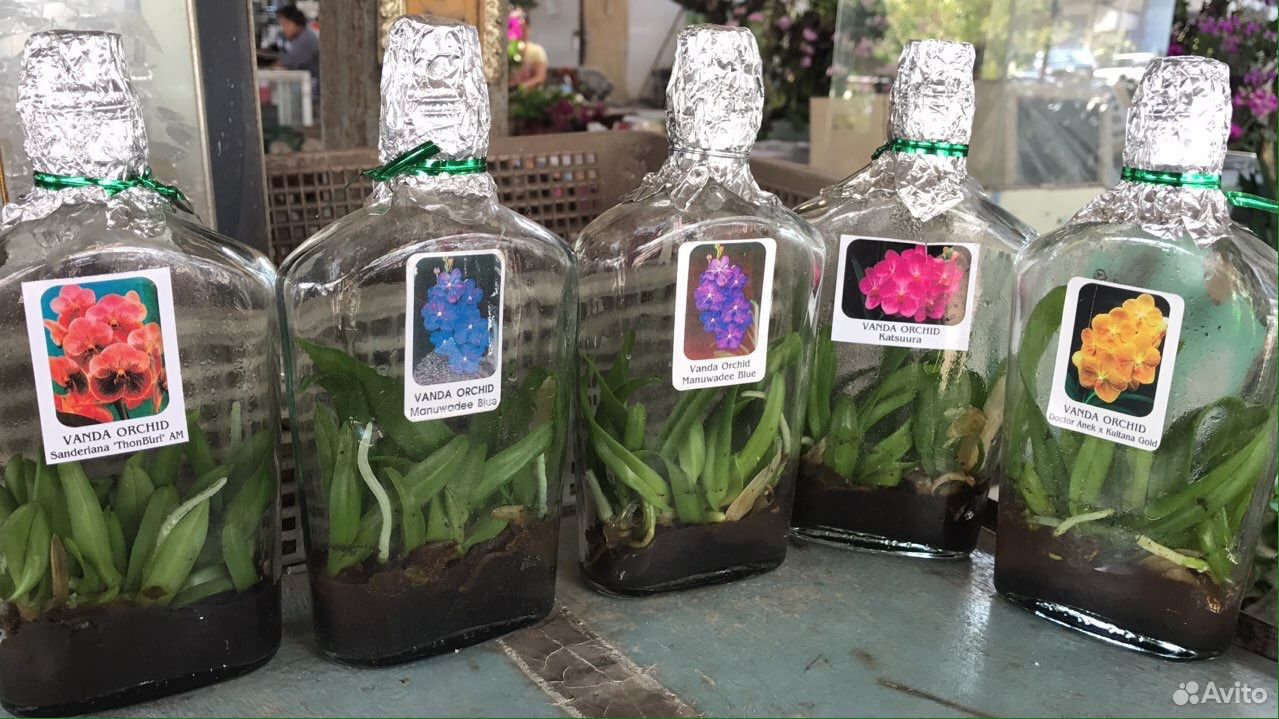Покажи видео фласки. Орхидеи из фласки. Орхидеи из фласки Тайланд. Фласка орхидей из Тайланда.