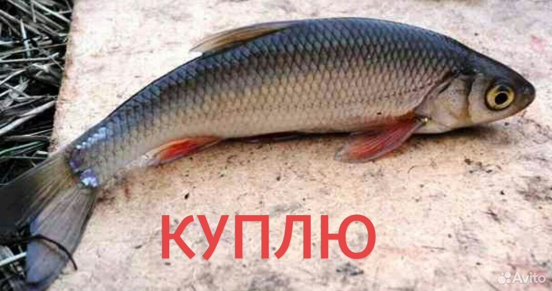 Чебак Рыба Фото