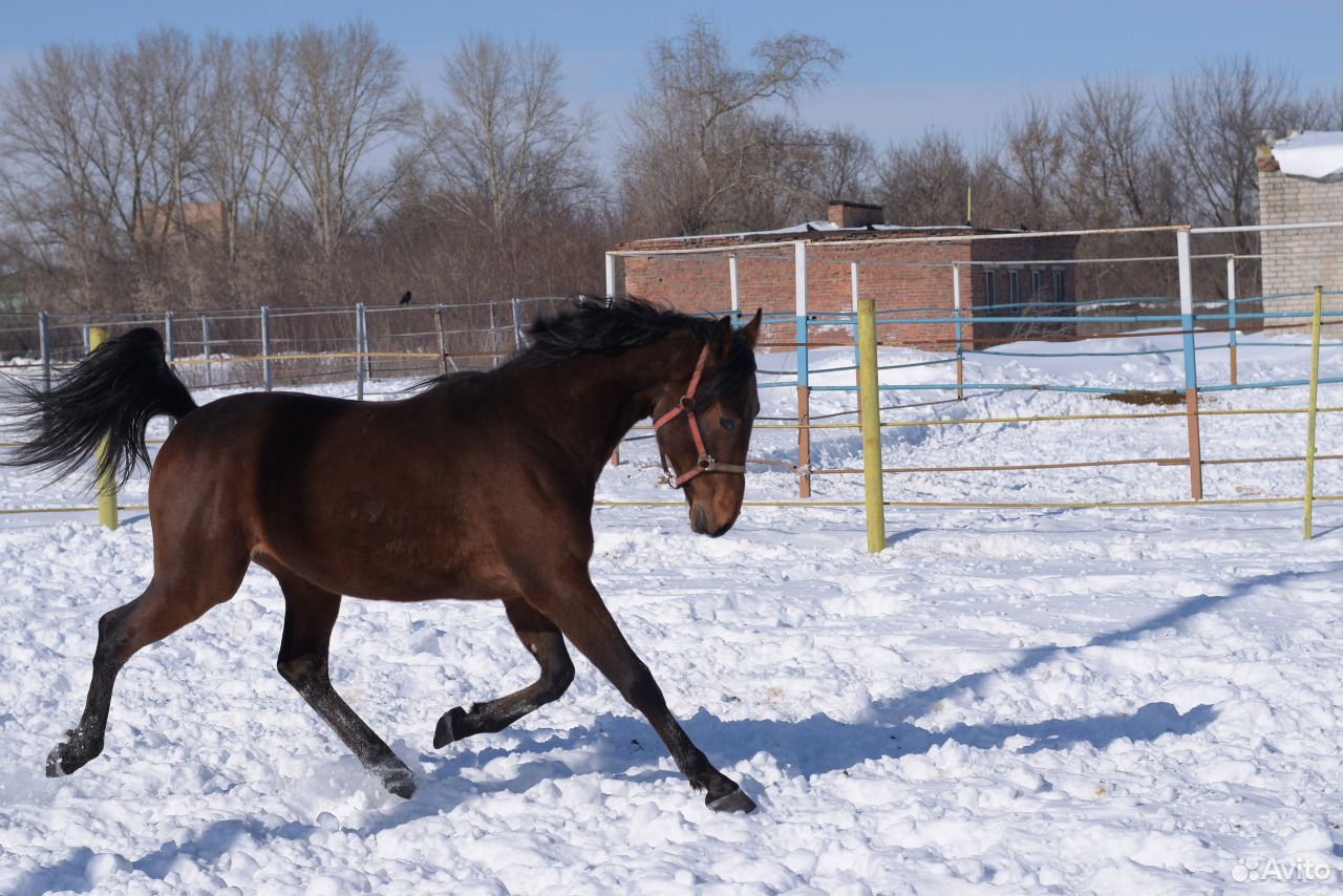 Жеребец 2 года. Stallion II.