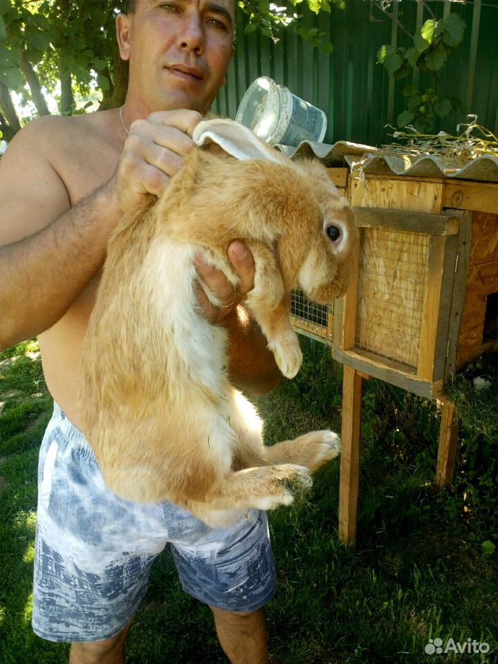 Кролики крупная мясная порода(молодые самочки и са купить на Зозу.ру - фотография № 5