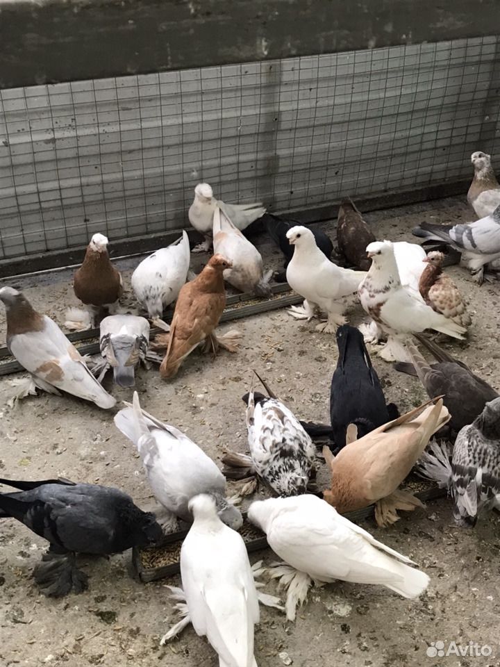 Продаю узбекских голубей. Не вольер все летают купить на Зозу.ру - фотография № 6