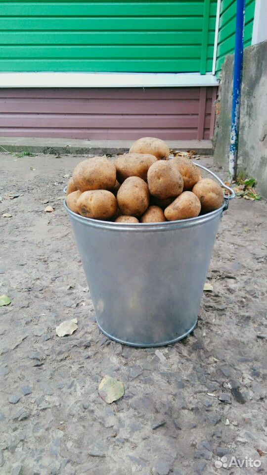 Продам картофель купить на Зозу.ру - фотография № 1