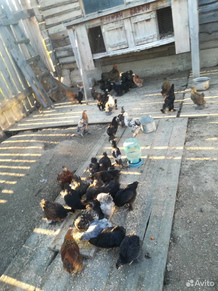 Индюки,куры,петухи, цыплята "Брамо" домашние купить на Зозу.ру - фотография № 2
