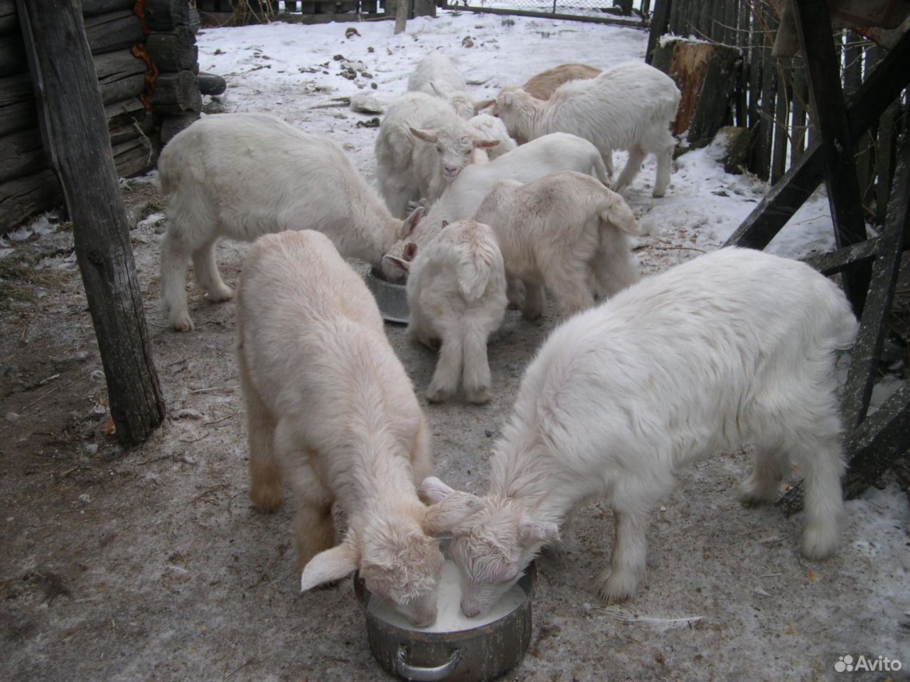 Козочки и козлята от высокоудойных коз купить на Зозу.ру - фотография № 2