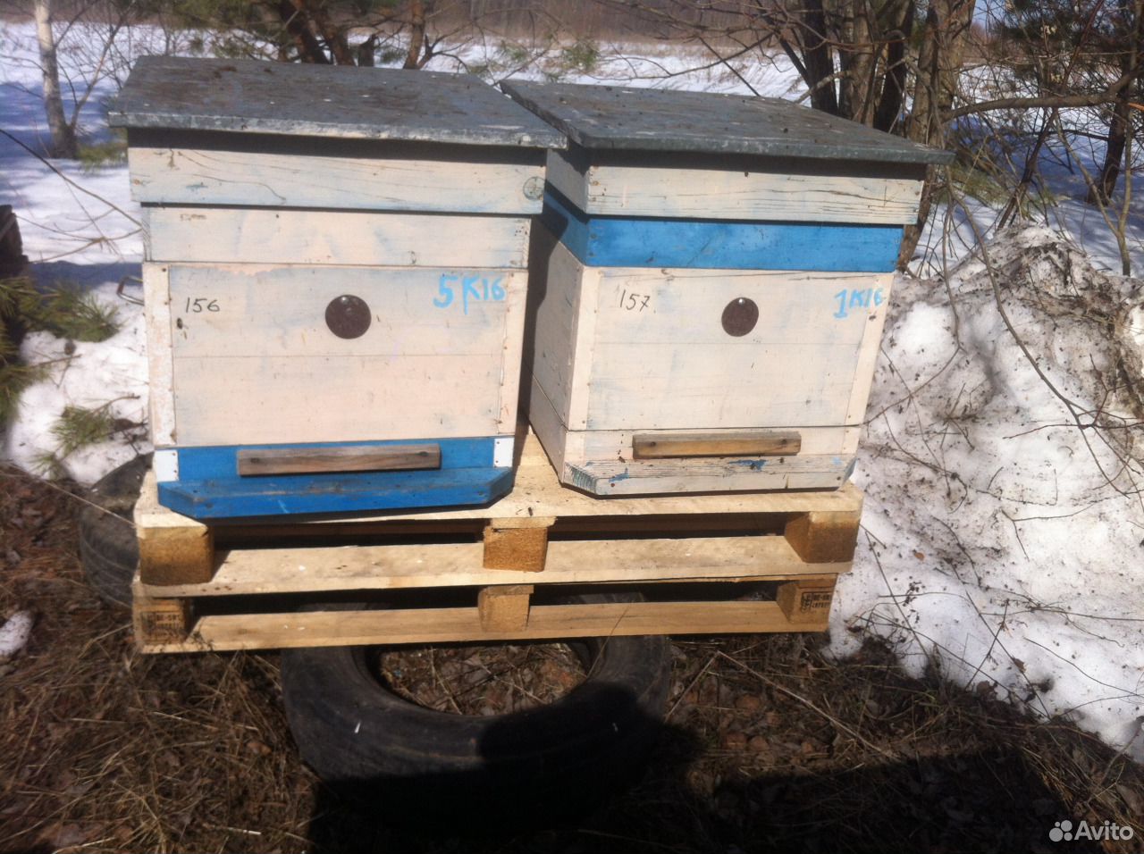 Семьи пчел купить на Зозу.ру - фотография № 1