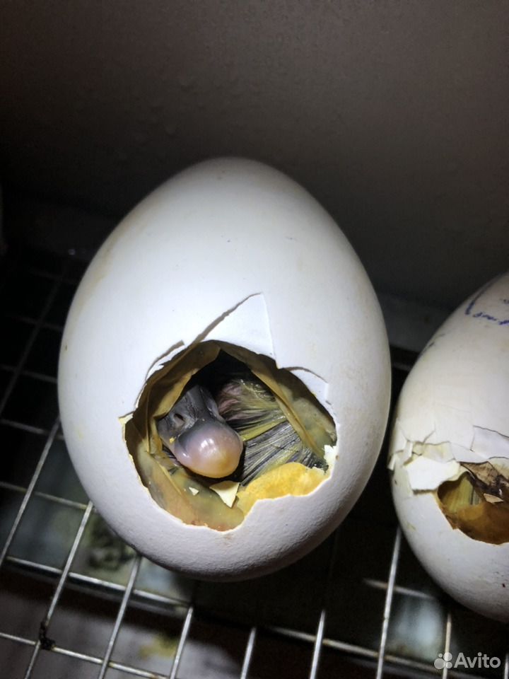 Гусиные яйца едят. Гусыня и гусиное яйцо. Гусиные яйца.