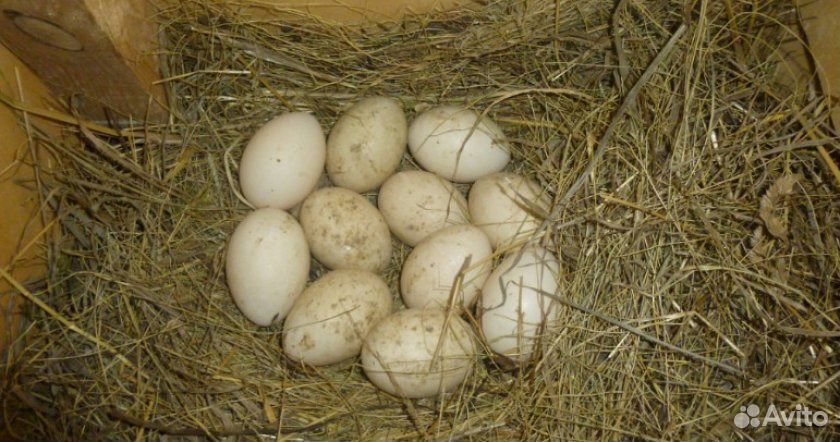 Яйцо инкубационное индоутки купить на Зозу.ру - фотография № 1