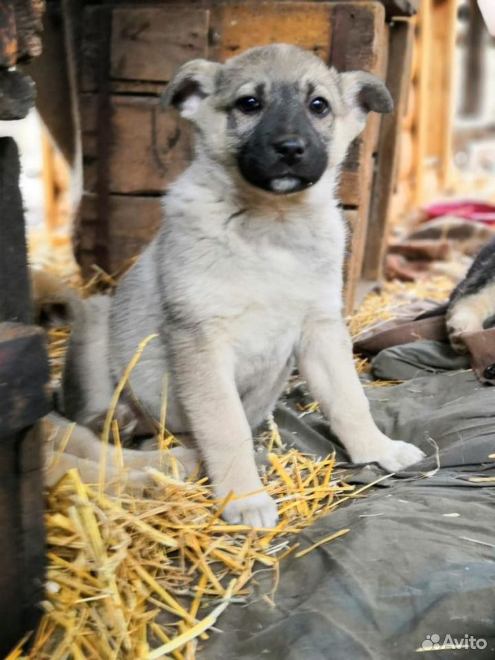 Роскошный щенок Хлоя в хорошие руки купить на Зозу.ру - фотография № 3
