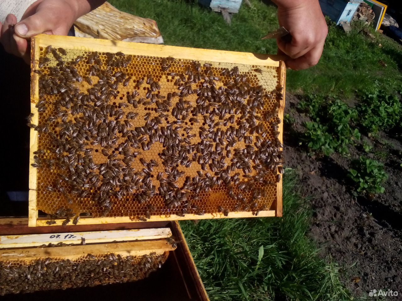 Пчелосемьи купить воронежская. Пчелопакеты. Четырех рамочные пчелопакеты. Купить пчелопакеты в Краснодарском крае.