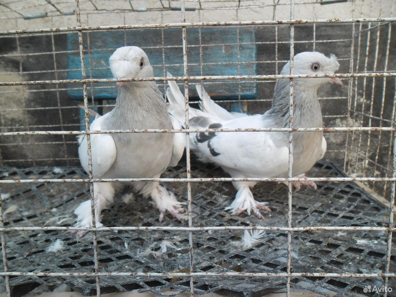 Продам голубей турецких бойных купить на Зозу.ру - фотография № 3