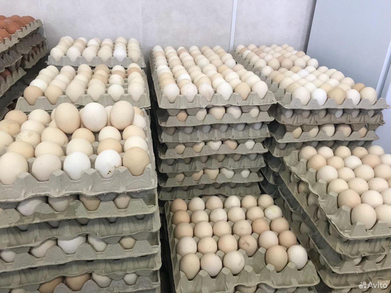 Купить яйцо инкубационное липецкая. Инкубационное яйцо. Яйца куриные инкубационные. Инкубационное яйцо с птицефабрик. Яйцо бройлера.