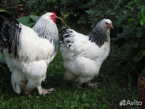 Цыплята породы Брама купить на Зозу.ру - фотография № 1