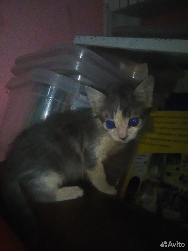 Отдам котят Русской голубой кошки купить на Зозу.ру - фотография № 5