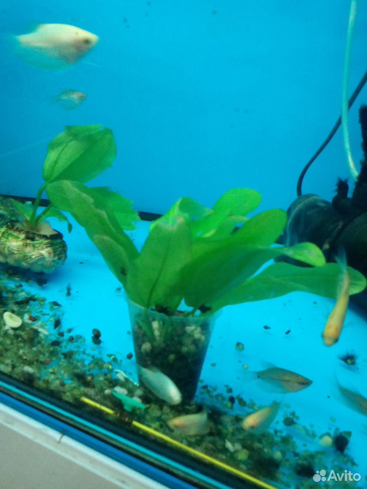 Растения для аквариума людвигия, эхинодорус купить на Зозу.ру - фотография № 2