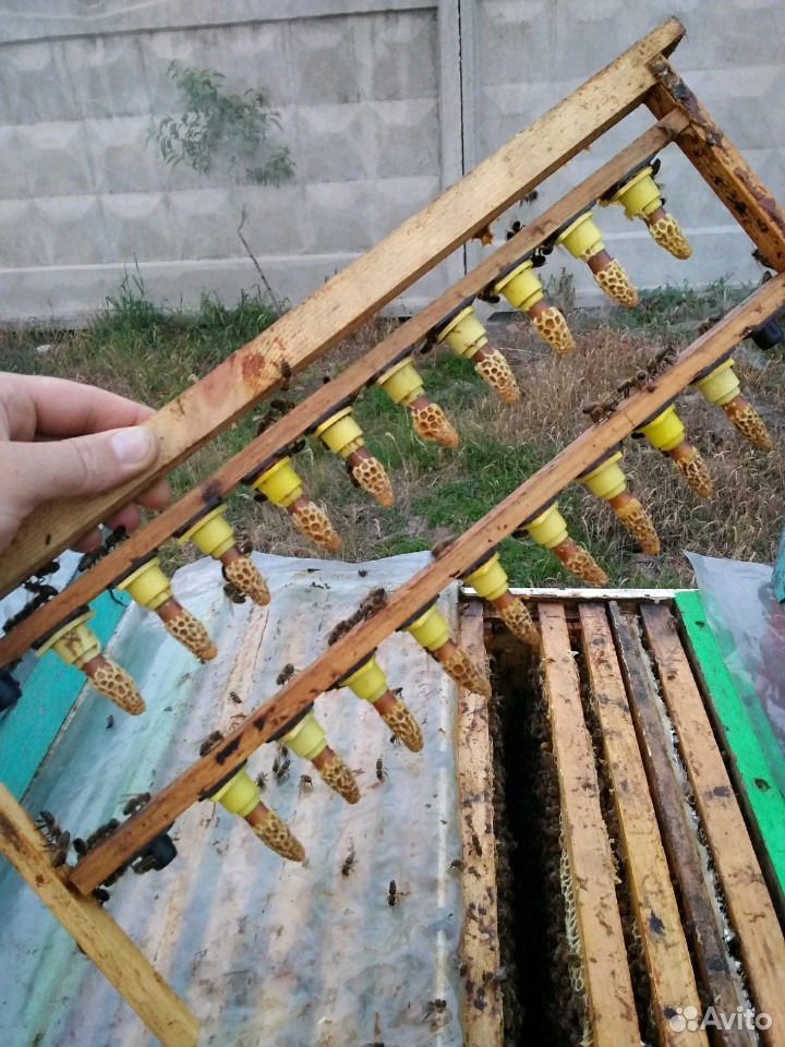 Матки пчелиные купить на Зозу.ру - фотография № 4