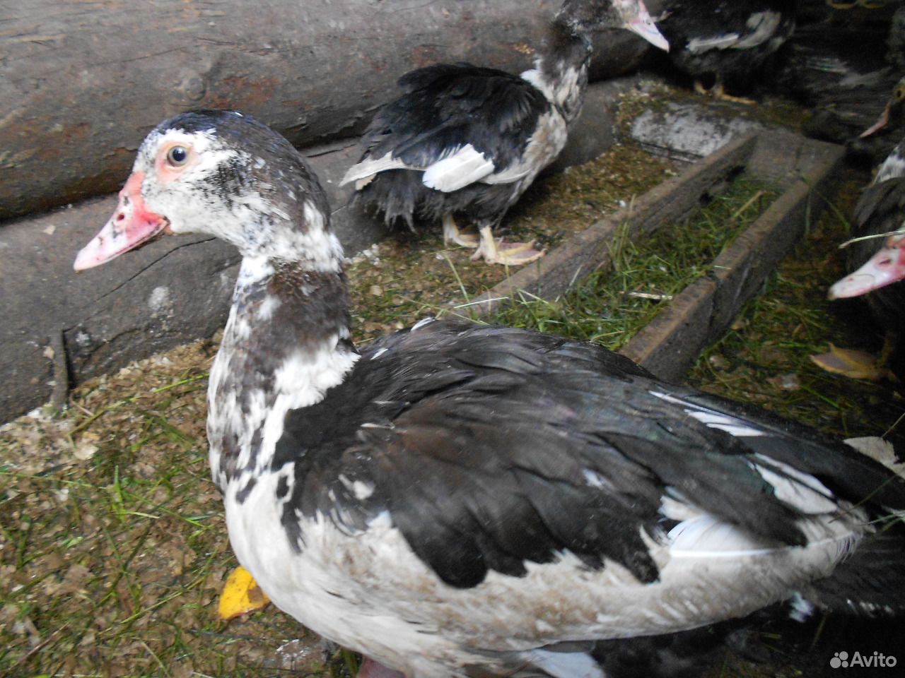 Цыплята и яйца лечебных кур купить на Зозу.ру - фотография № 6