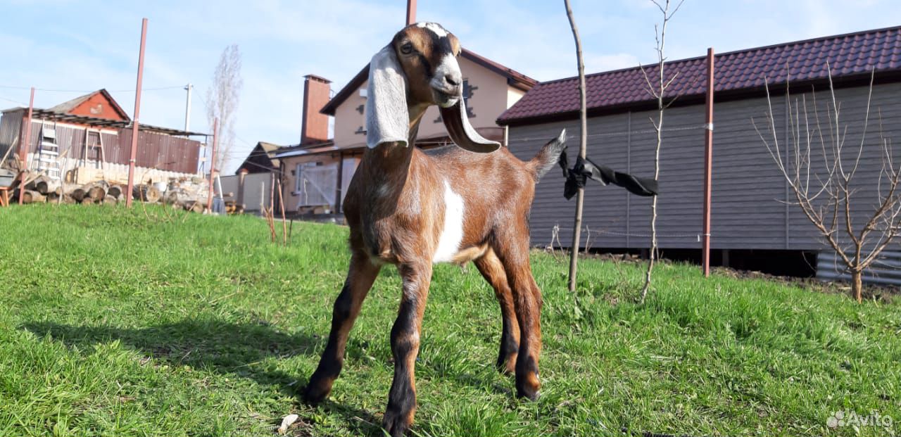 Молоко от нубийских коз купить на Зозу.ру - фотография № 1