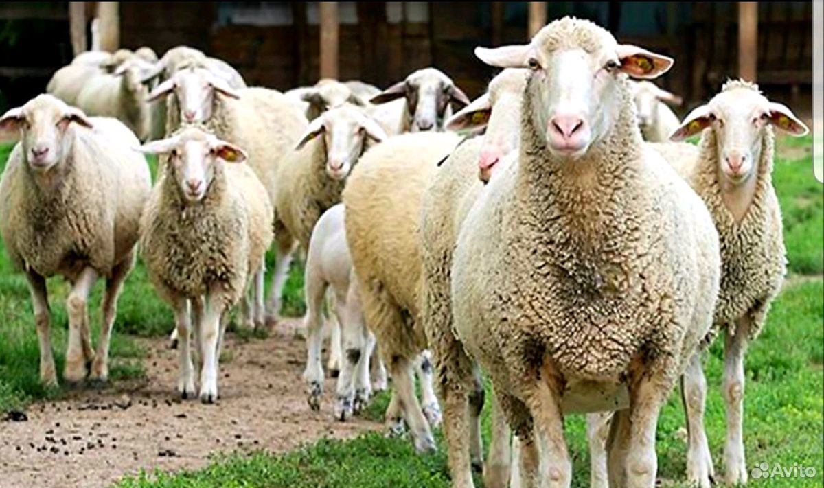 Овцы бараны на Курбан Байрам купить на Зозу.ру - фотография № 8