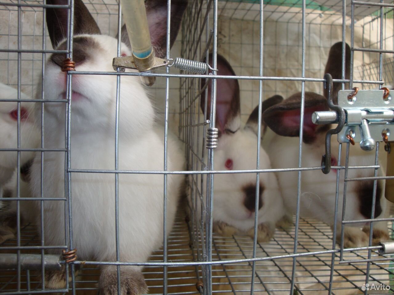 Калифорнийские Кролики Купить В Нижегородской Области Починки
