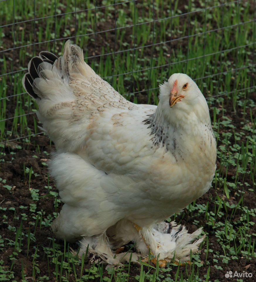 Цыплята породы фавероль красивые И продуктивные купить на Зозу.ру - фотография № 1