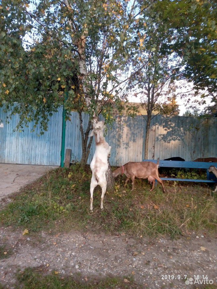 Племенной Нубийский козел купить на Зозу.ру - фотография № 3