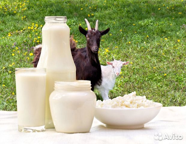 Молоко козье, сыр, творог, сметана купить на Зозу.ру - фотография № 1