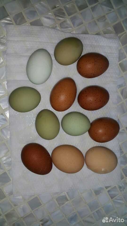 Яйцо домашнее куриное купить на Зозу.ру - фотография № 3