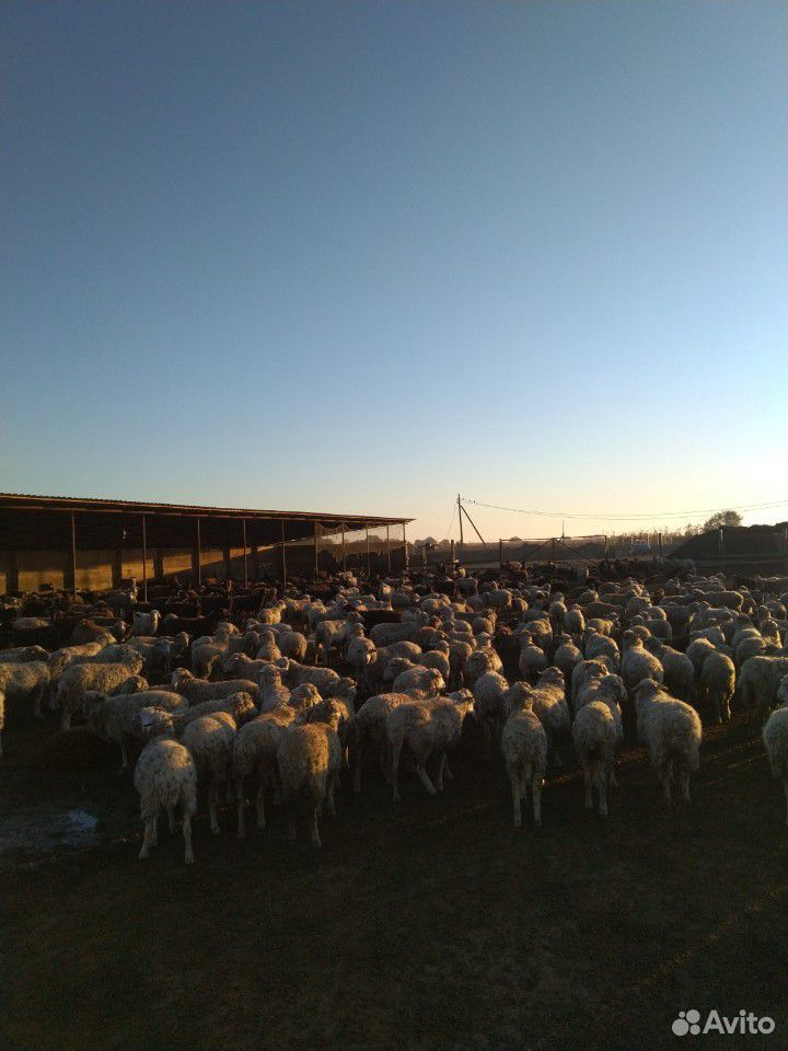 Продам овец с ягнятами купить на Зозу.ру - фотография № 4