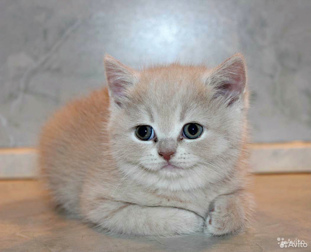 Элитный голубой котик купить на Зозу.ру - фотография № 2