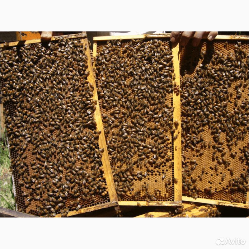 Пчелопакеты на гайдаровских матках купить на Зозу.ру - фотография № 1