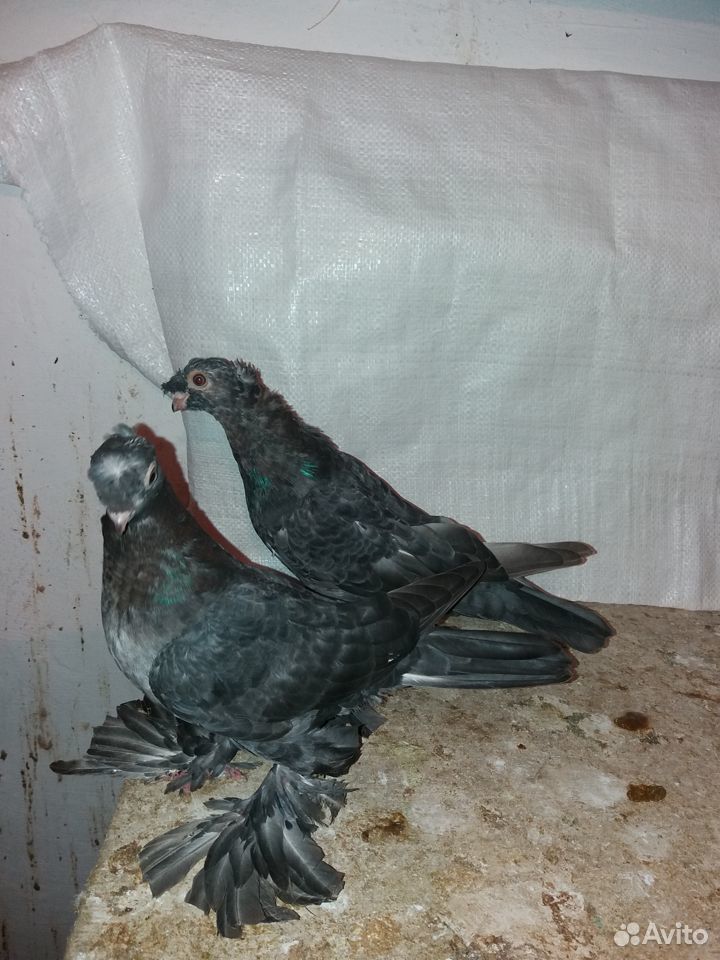 Узбекские голуби купить на Зозу.ру - фотография № 6