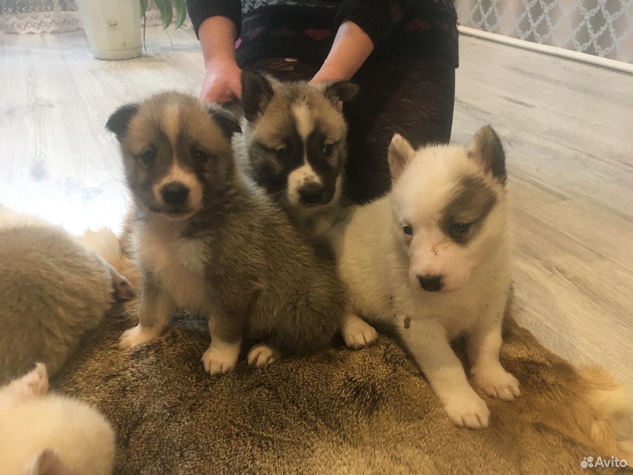Чистокровная лайка фото. Месячные щенки западно сибирской лайки фото. Щенки от рабочих родителей лаек. Месячные щенки лайки. Авито собаки лайки.