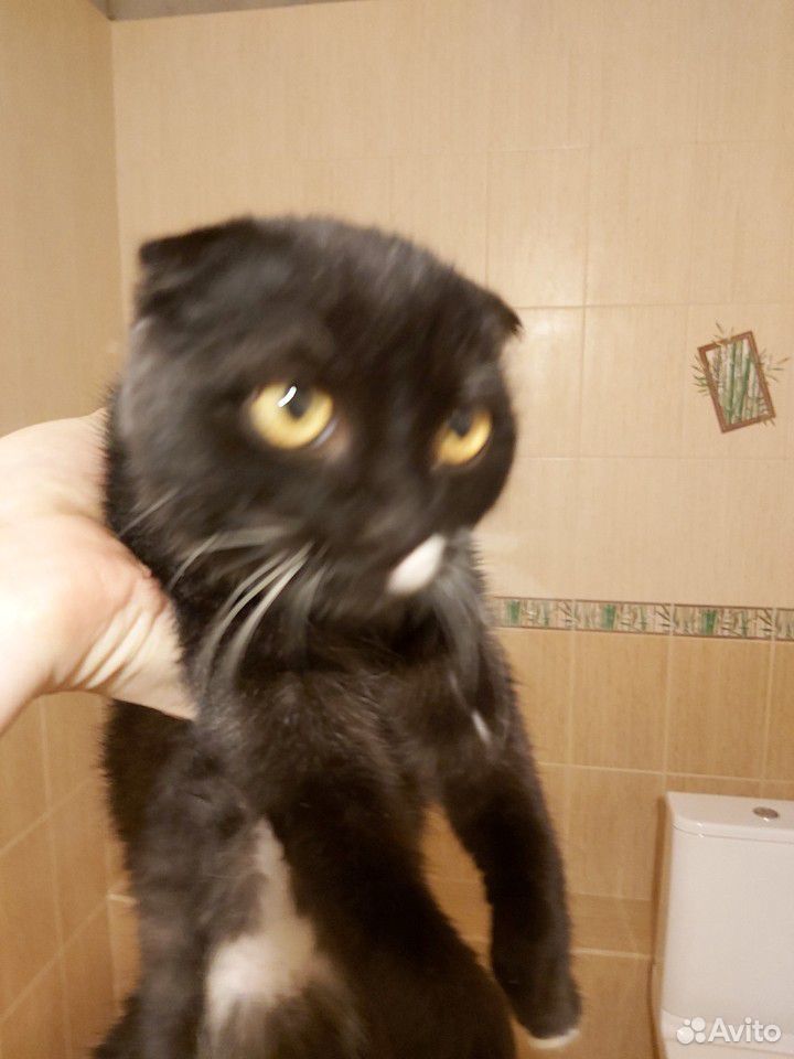 Найден котенок купить на Зозу.ру - фотография № 2