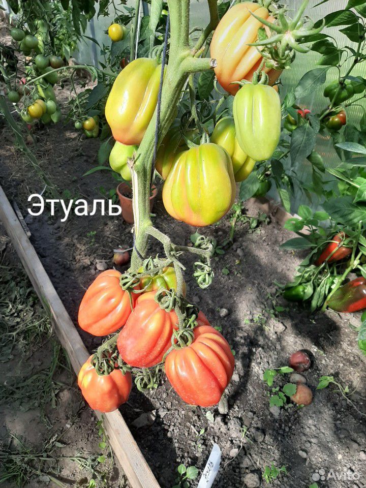 Семена редких томатов-сорта купить на Зозу.ру - фотография № 4