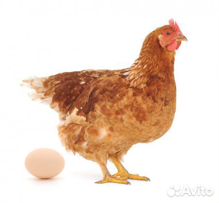 Яйцо куриное (домашнее) купить на Зозу.ру - фотография № 2
