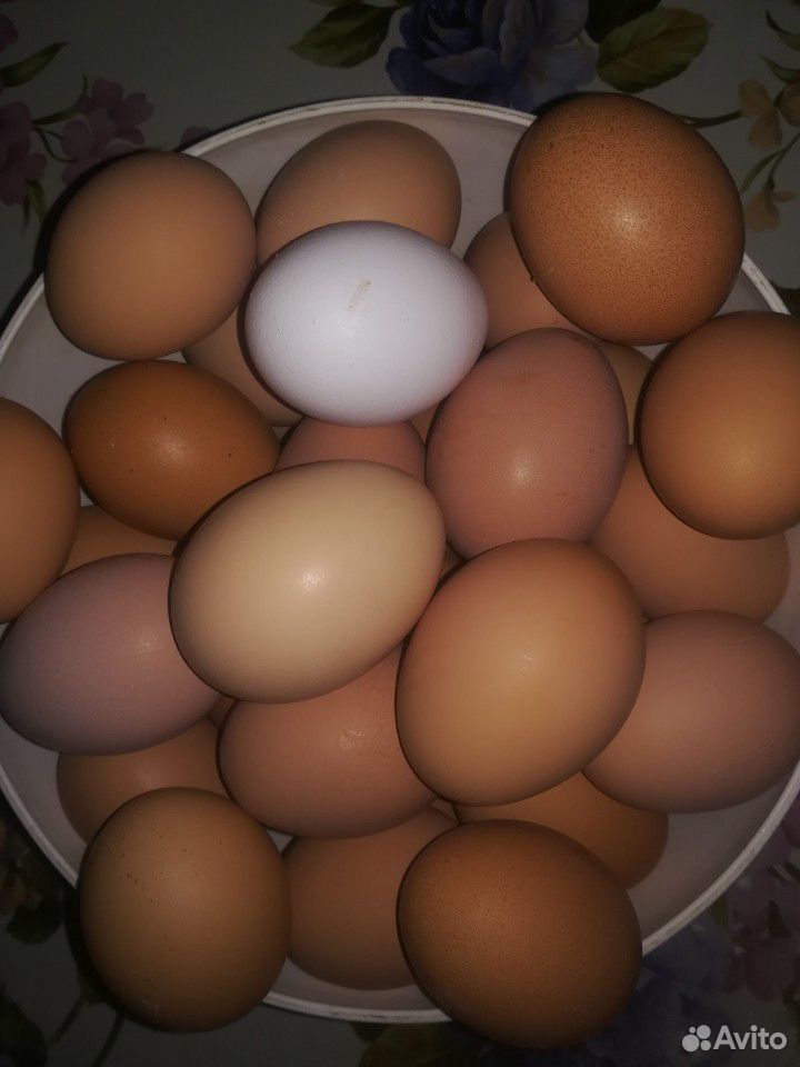 Свежие яйца от домашних курочек. Возможна доставка купить на Зозу.ру - фотография № 3