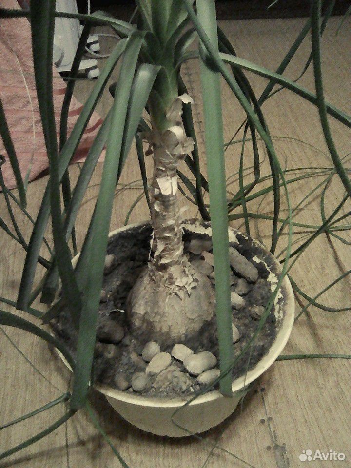 Бутылочное дерево Бокарнея(Нолина) купить на Зозу.ру - фотография № 1