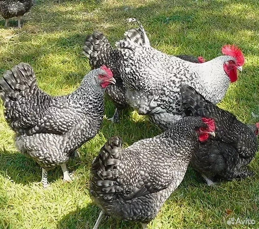 Немецкие Куры Фото