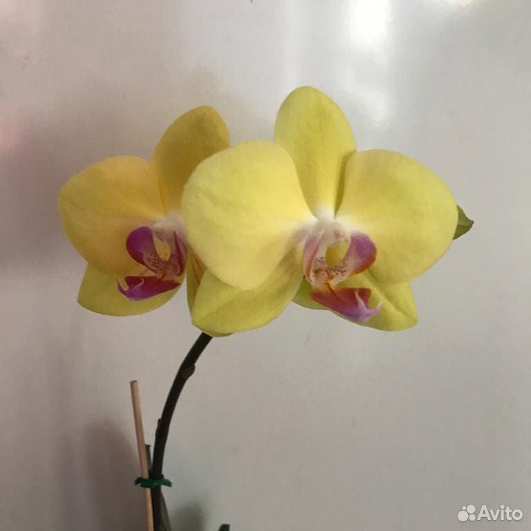 Орхидея фаленопсис на заказ купить на Зозу.ру - фотография № 4
