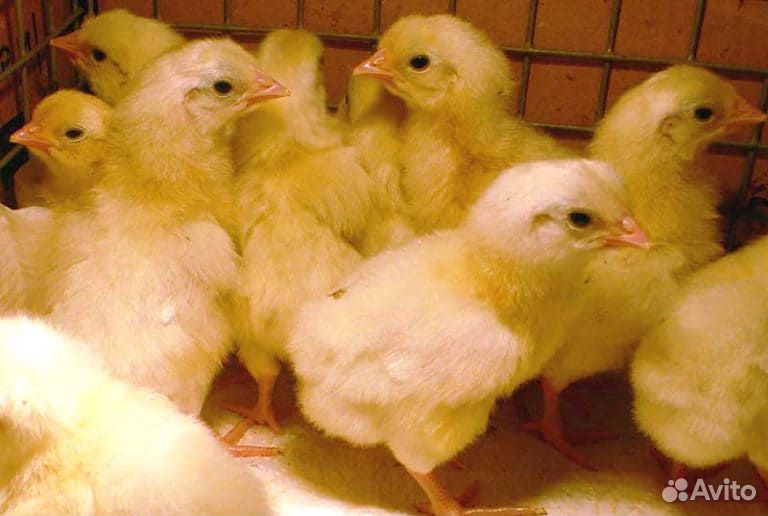 Цыплята породы Леггорн, Маран.(вывод: 07.04.20г) купить на Зозу.ру - фотография № 1