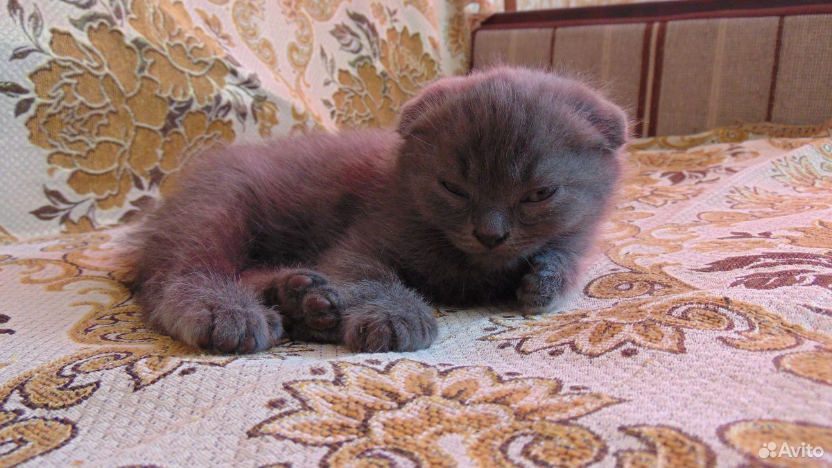 Продам котят купить на Зозу.ру - фотография № 10