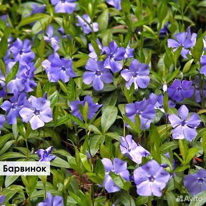 Почвопокровные растения купить на Зозу.ру - фотография № 5