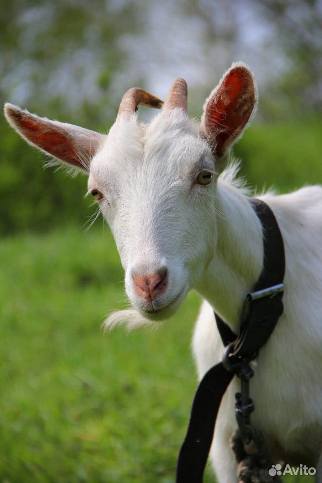 Продам молочную козу возраст 2года купить на Зозу.ру - фотография № 1