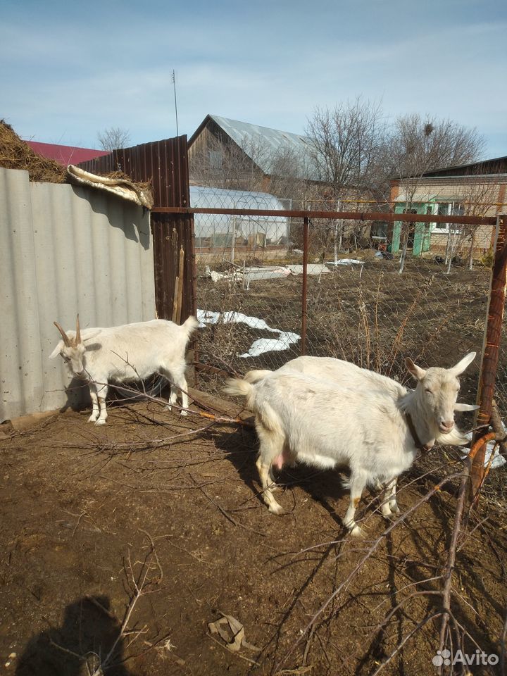 Продажа коз купить на Зозу.ру - фотография № 2