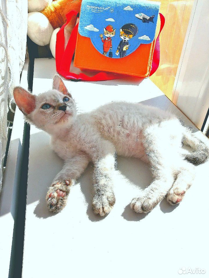 Кошечка тайской породы купить на Зозу.ру - фотография № 6