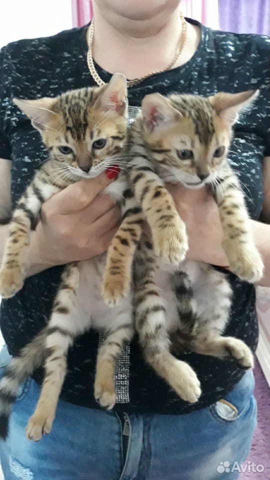 Бенгальские котята купить на Зозу.ру - фотография № 2