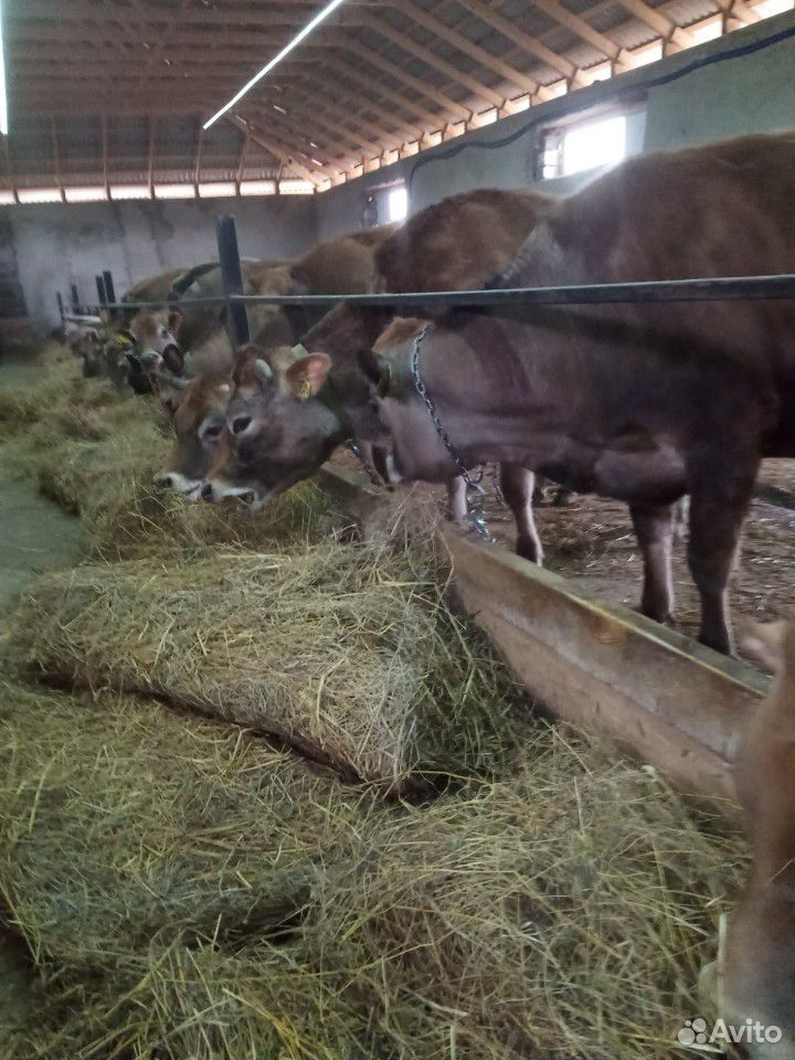 Молоко коровье натуральное купить на Зозу.ру - фотография № 3